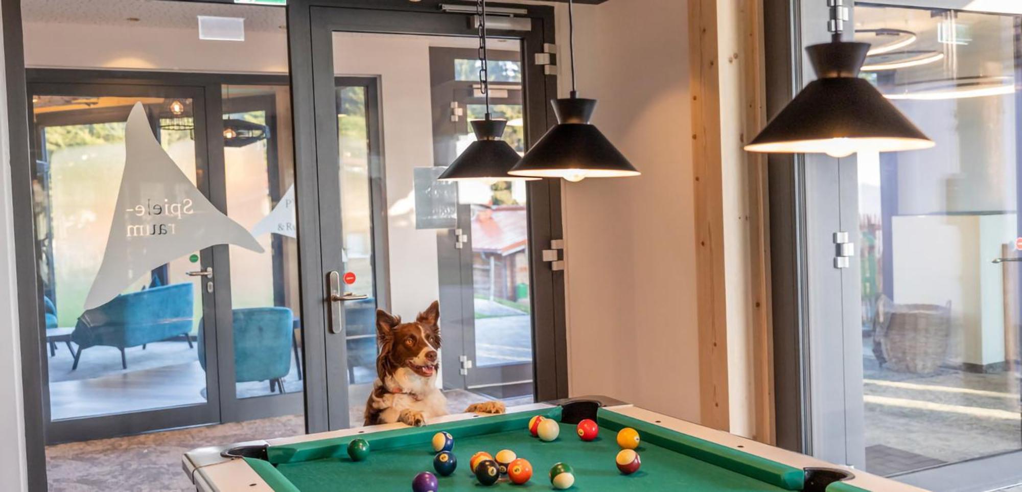 Hunderesort Waldeck - 4 Sterne Urlaub Mit Hund ฟิลิปป์ซรอยท์ ภายนอก รูปภาพ
